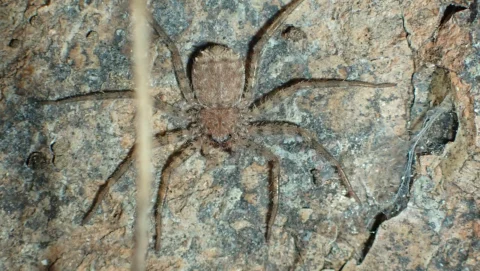 A flattened brown spider camouflaged against bark.