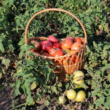 A basket of ripe tomatoes among garden plants.