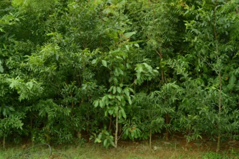 Miyawaki Method - Miyawaki Forest