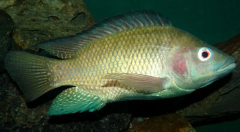 Side view of a Nile tilapia in water.
