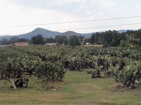 Field of pad-forming prickly pear cactus.