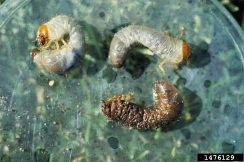 Three beetle grubs, with two pale specimens and one darkened specimen.