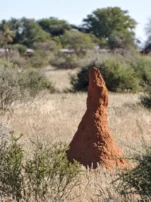 Tall termite mound surrounded by dry vegetation in Namibia.