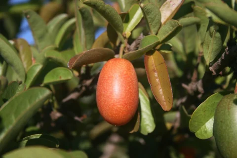 Red sourplum fruit among green leaves.