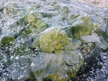 Covered chicory plants with wintry precipitation on the mesh.