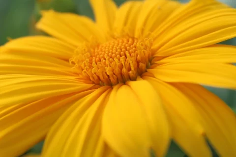 Mexican Sunflower