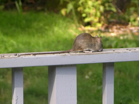 Long-tailed rat on a wooden rail.