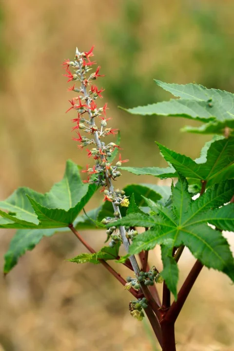 castor oil plant