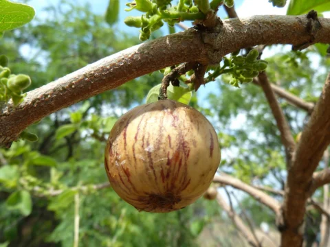 Clustered Vangueria infausta fruit on a branch.