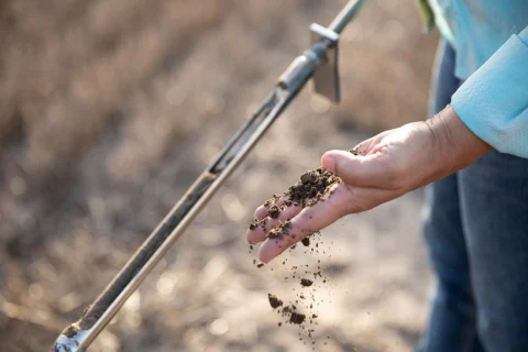 A soil sample being held beside a sampling probe.