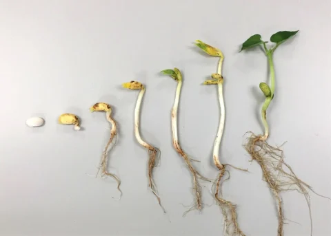 A sequence from bean seed to seedlings with roots and leaves.