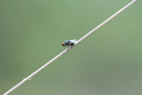 Fly Trap