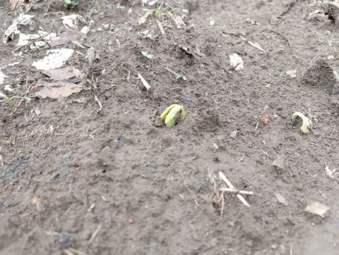 Young bean shoots emerging from bare soil.