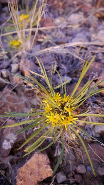 A low-growing Geigeria plant with small yellow flower heads.