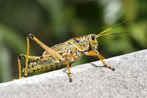 grasshopper
