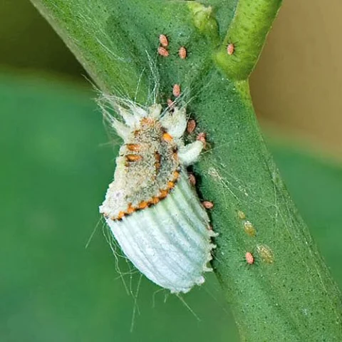 A scale insect with a ridged white egg sac on a citrus leaf.