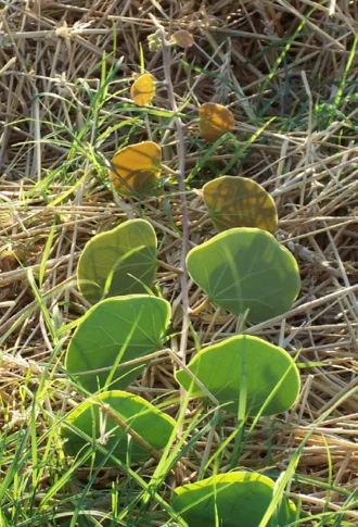 Marama
