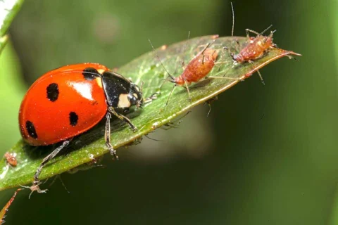 organic pest control - a ladybug eating aphids