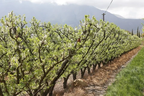 Rows of flowering almond trees.