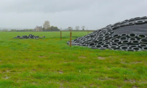 Silage clamp covered with sheeting held down by tyres