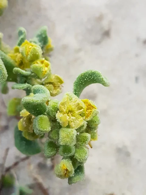 Close view of fleshy Tetragonia leaves and small yellow flowers.