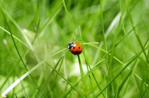 ladybug, ladybeetle or ladybird