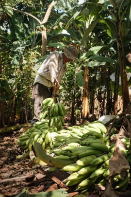 regenerative agriculture