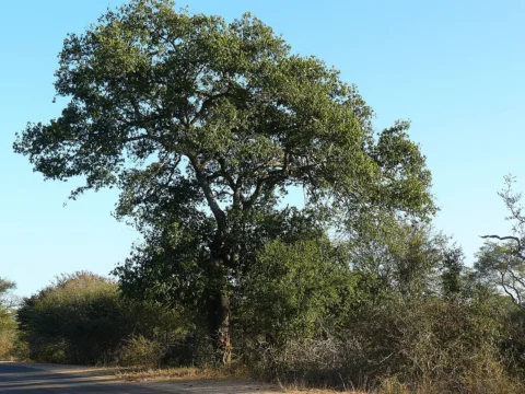 A leafy bird-plum tree in a savanna landscape.