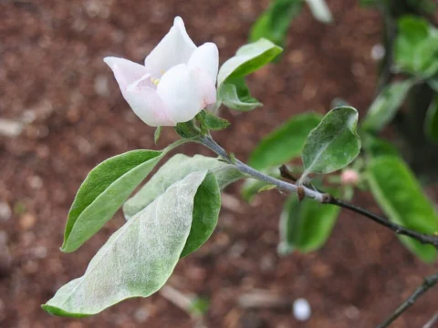 A pale pink quince flower among broad green leaves.