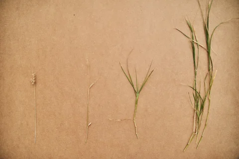 Two grass samples laid out against a plain background