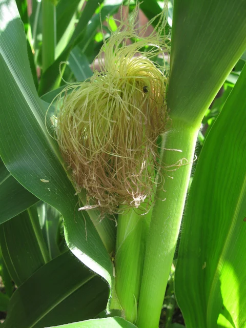 Long pale maize silks emerging from a green husk.