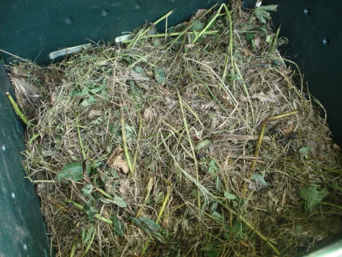Plant material and decomposing organic matter in a compost bin.