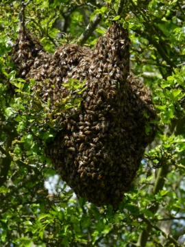 Cluster of honey bees hanging in a hawthorn tree.