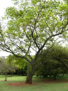 A mature Albizia versicolor tree in a botanical garden.