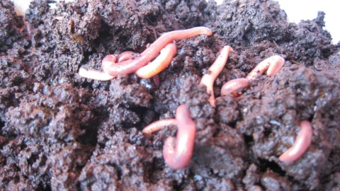 Worms in vermicomposting material.