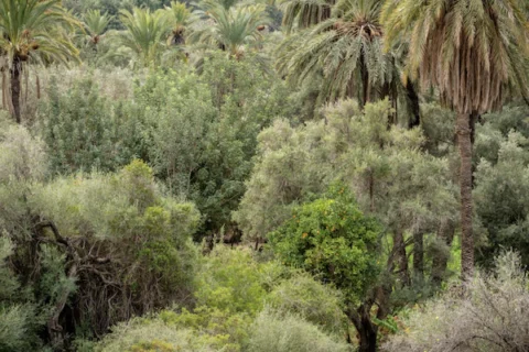 Food forest