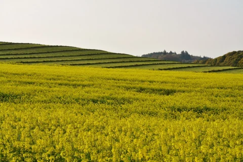 A broad yellow-flowering mustard field.