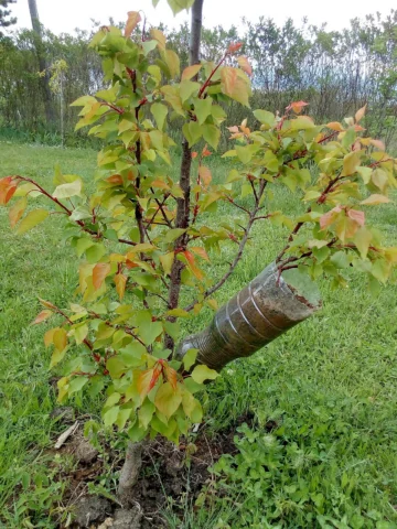 A rooting package attached to a branch on a standing plant.