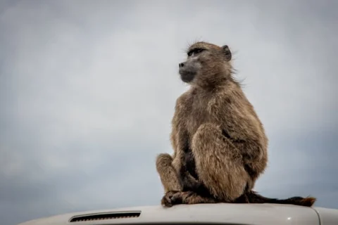 baboons