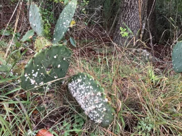White insect colonies on prickly pear pads.