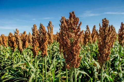 Sweet Sorghum