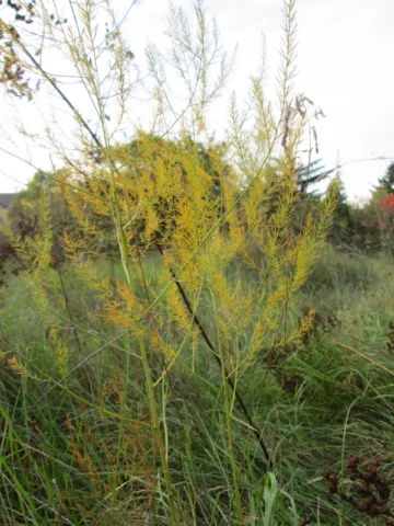 Tall branching asparagus foliage in a garden.