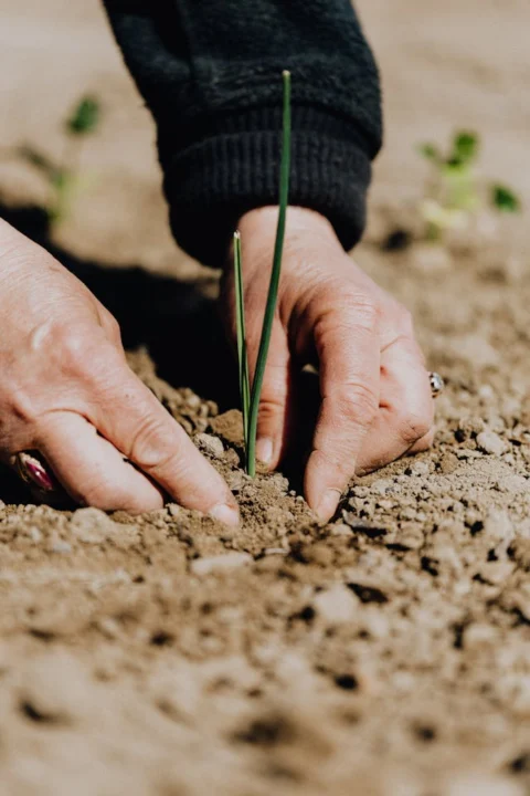 Sandy soil