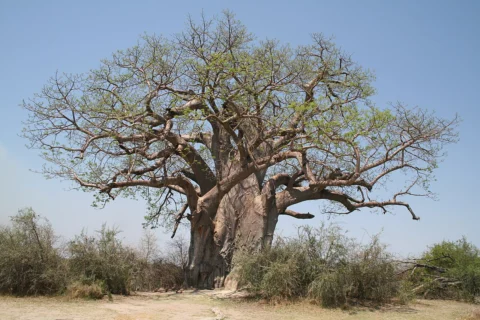 A large baobab with a thick trunk and spreading branches.